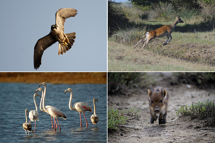 Parco naturale di Porto Conte Turismo esperienziale ad Alghero