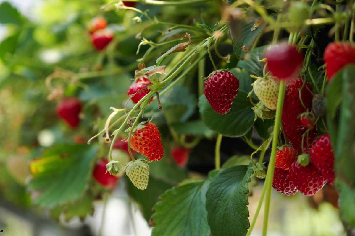 Fragole ristorantiregionali.it